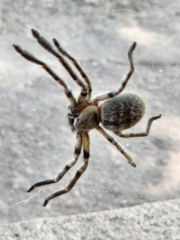 Polybetes pythagoricus