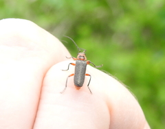 Atalantycha bilineata