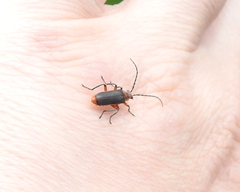 Atalantycha bilineata