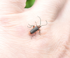 Atalantycha bilineata