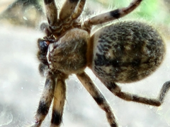 Polybetes pythagoricus