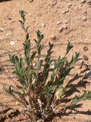 Xanthisma grindelioides