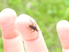 Atalantycha bilineata