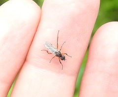 Bibio articulatus