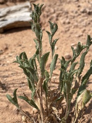 Xanthisma grindelioides