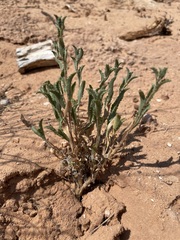 Xanthisma grindelioides