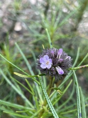 Eriodictyon capitatum