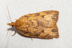 Planotortrix