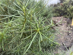 Eriodictyon capitatum