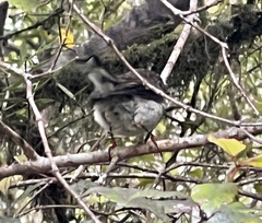 Petroica macrocephala toitoi