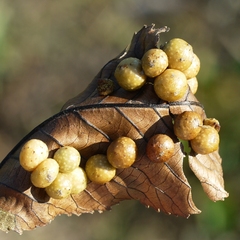 Caryomyia tuberculata