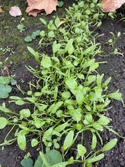 Claytonia perfoliata