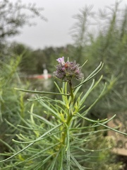 Eriodictyon capitatum