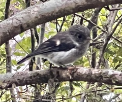 Petroica macrocephala toitoi