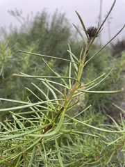 Eriodictyon capitatum