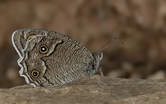 Hipparchia parisatis