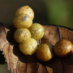 Caryomyia tuberculata