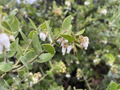 Arctostaphylos purissima purissima