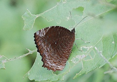 Elymnias hypermnestra beatrice