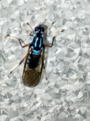 Raphiocera