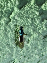 Raphiocera