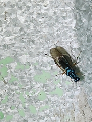 Raphiocera