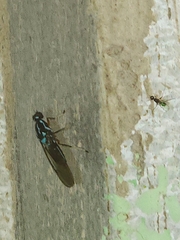 Raphiocera