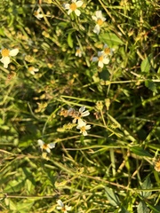 Apis mellifera