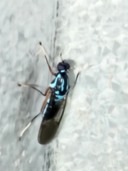 Raphiocera