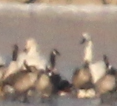 Cygnus columbianus