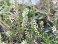 Lepidium densiflorum