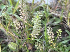 Lepidium densiflorum