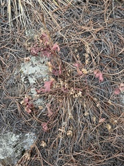 Geranium caespitosum