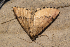 Asaphodes aegrota