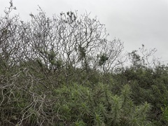 Eriodictyon capitatum