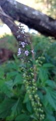 Ocimum carnosum