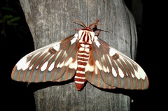 Citheronia splendens