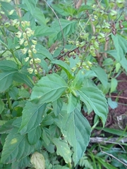 Ocimum carnosum