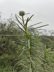 Eriodictyon capitatum