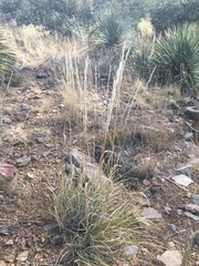 Enneapogon cenchroides