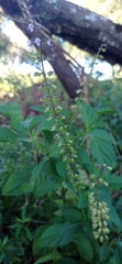 Ocimum carnosum