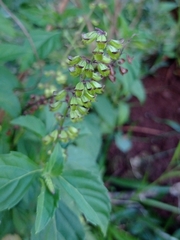 Ocimum carnosum