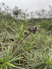 Eriodictyon capitatum