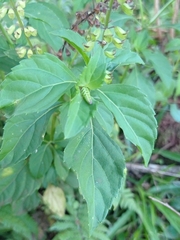 Ocimum carnosum