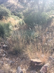 Enneapogon cenchroides