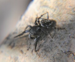 Habronattus cambridgei