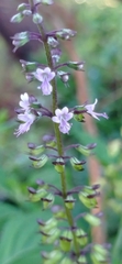 Ocimum carnosum