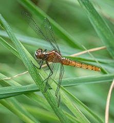 Rhodothemis lieftincki