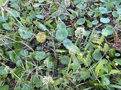 Hydrocotyle umbellata