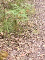 Cryptostylis leptochila